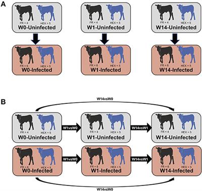Fasciola hepatica Infection in Cattle: Analyzing Responses of Peripheral Blood Mononuclear Cells (PBMC) Using a Transcriptomics Approach